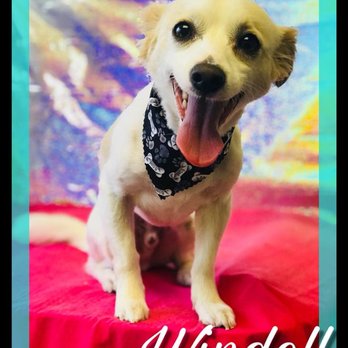 Purrfect Pets - Pet Groomers Near Me - Elk Grove, California Purrfect Pets - Pet Groomers Near Me - Elk Grove, California