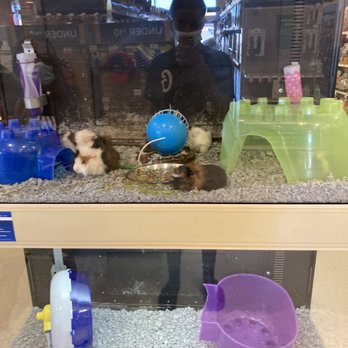 PetSmart Grooming - Pet Training Near Me - Tacoma, Washington