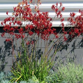 Fairy Yardmother Landscape Design - a red flowering plant - Landscaping Near Me Fairy Yardmother Landscape Design - a red flowering plant - Landscaping Near Me