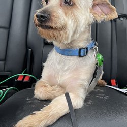 Playful Pets - Howard