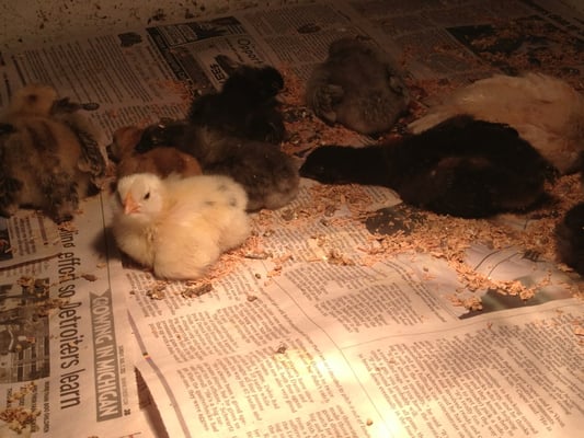 Grandpa Tiny's Farm by null