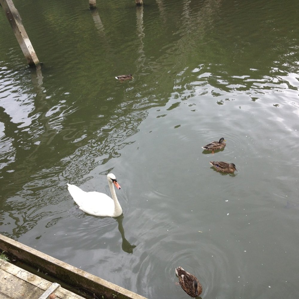 The Trout Inn - Swans and ducks. - British Near Me - Oxford, OXF The Trout Inn - Swans and ducks. - British Near Me - Oxford, OXF