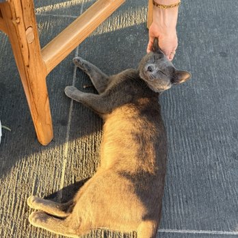 CanoeHouse - Local cat - Japanese Near Me - Kamuela, Hawaii
