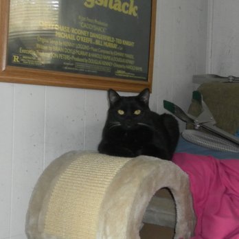 Barkingham Palace - Demon Cat - Pet Groomers Near Me - Princeton, West Virginia Barkingham Palace - Demon Cat - Pet Groomers Near Me - Princeton, West Virginia