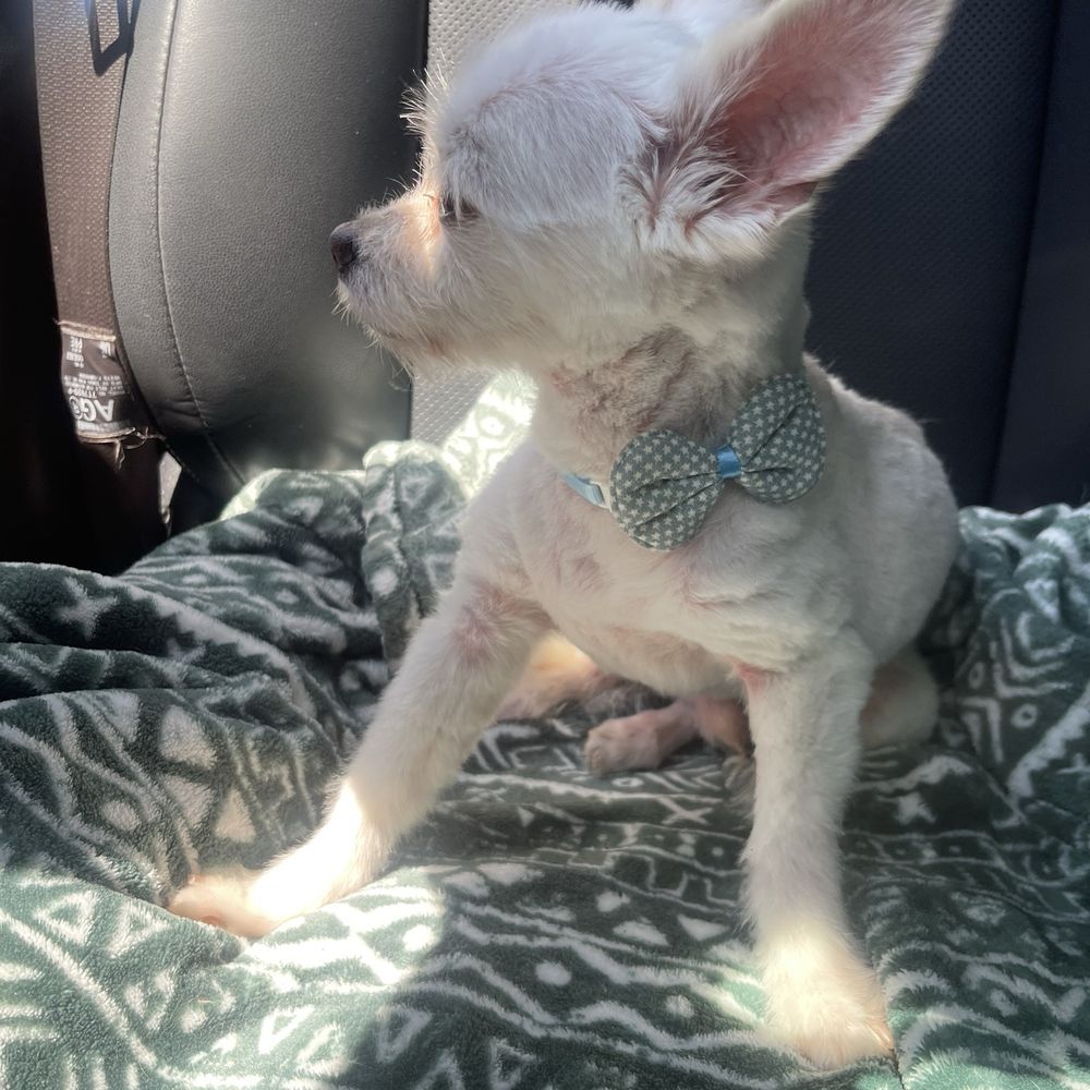 Summer cut Summer cut