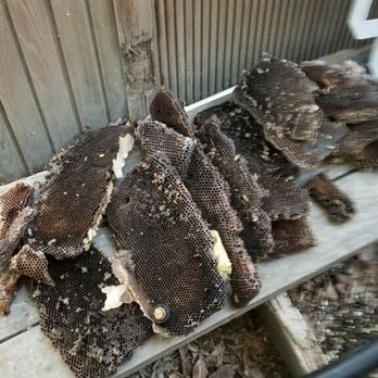 Bee Removal - At their new home. - Pest Control Near Me