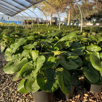Newton Nurseries - Austin - Nurseries & Gardening Near Me - Austin, Texas Newton Nurseries - Austin - Nurseries & Gardening Near Me - Austin, Texas