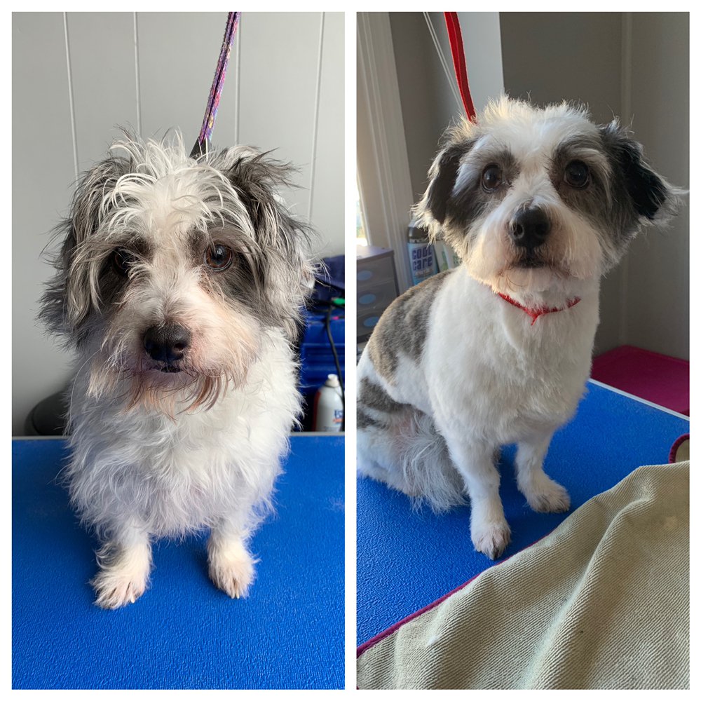 SHAMPOOCH GROOMING Updated October 2024 15 Photos 104 N A St, Lenoir City, Tennessee Pet