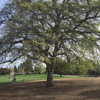 Diamond Oaks Park - Tons of that green open space - Parks Near Me - Roseville, California Diamond Oaks Park - Tons of that green open space - Parks Near Me - Roseville, California