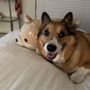 Photo of Fetch Specialty & Emergency Veterinary Centers