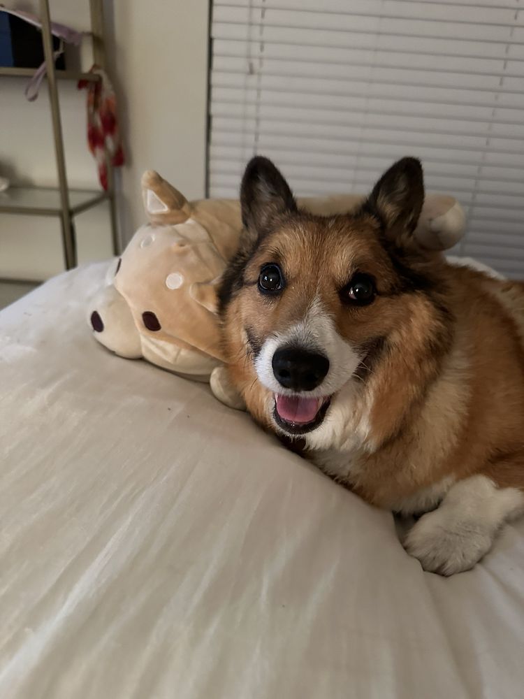 FETCH SPECIALTY & EMERGENCY VETERINARY CENTERS FORT MYERS Updated