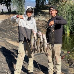 Little Lake - Fish