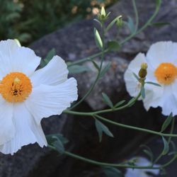 Humboldt Botanical Garden