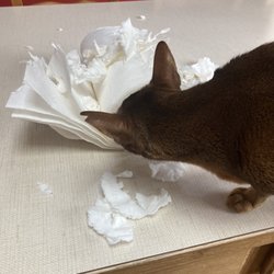 Gone to the Dogs & Cats! - Earl being mischievous while we are away. Katie took care of it and cleaned up his mess! ;-)