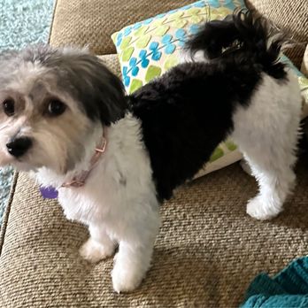 Fancy Paws Pet Salon - Pet Groomers Near Me - Nampa, Idaho