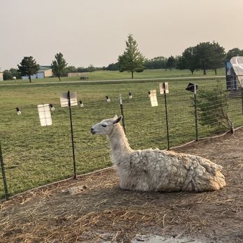 Lazy Moon Ranch - Larry the llama - Ranches Near Me - Augusta, Kansas