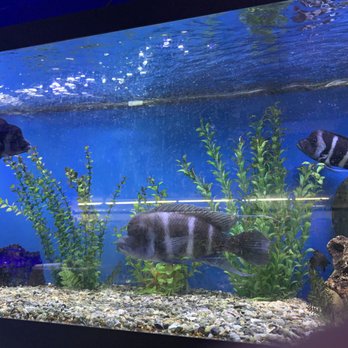 Tropi-Quatics Pet Centre - Reptile Shops Near Me - Lombard, Illinois