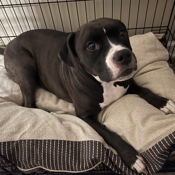 Alpha Canine Rehabilitation and Training - Pet Training Near Me Alpha Canine Rehabilitation and Training - Pet Training Near Me