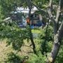 Photo of Gonzalez Tree Service And Maintenance