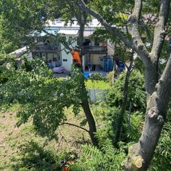 Gonzalez Tree Service And Maintenance