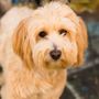 Photo of Dogs I Meet