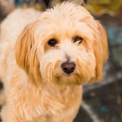 Dogs I Meet - Leo captured during his Dogs I Meet photo session.