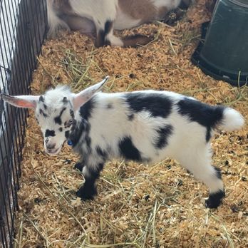 Wickham Park - Baby goat - Parks Near Me - Melbourne, Florida