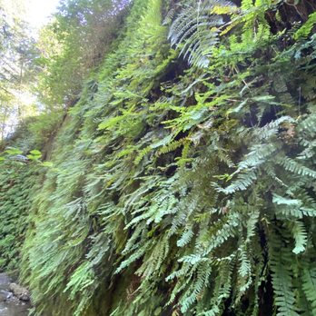 Fern Canyon Trailhead - Parks Near Me