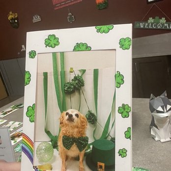 Chandler Dogs 24/7 - A moment from their St. Patrick's day bash  Chandler Dogs surely is our four leaf  clover - Pet Boarding Near Me - Chandler, Arizona