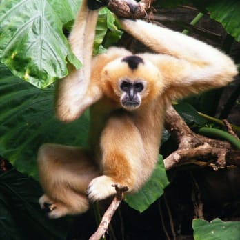 Bronx Zoo - White Cheeked Gibbon - Zoos Near Me - Bronx, New York