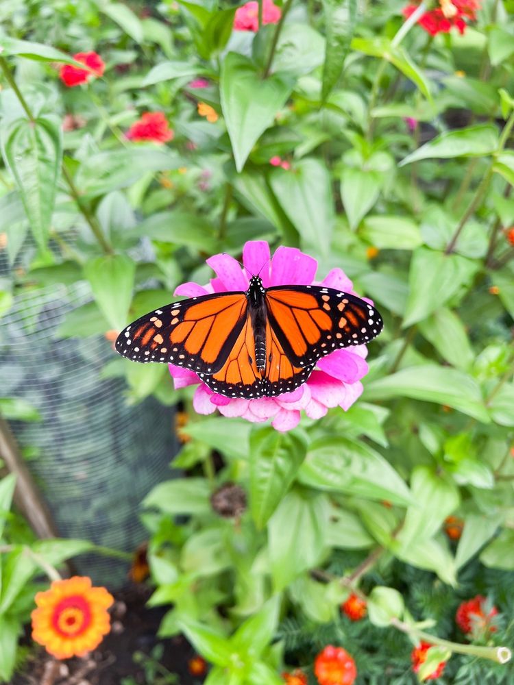 Anderson Gardens Logo