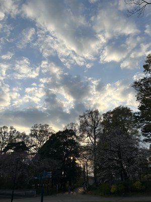 Inokashira Park by null