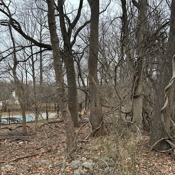 Cox & Company Inc Tree and Landscape Services - Before picture - unhealthy trees covered in vines - Landscaping Near Me - Penn Valley, Pennsylvania
