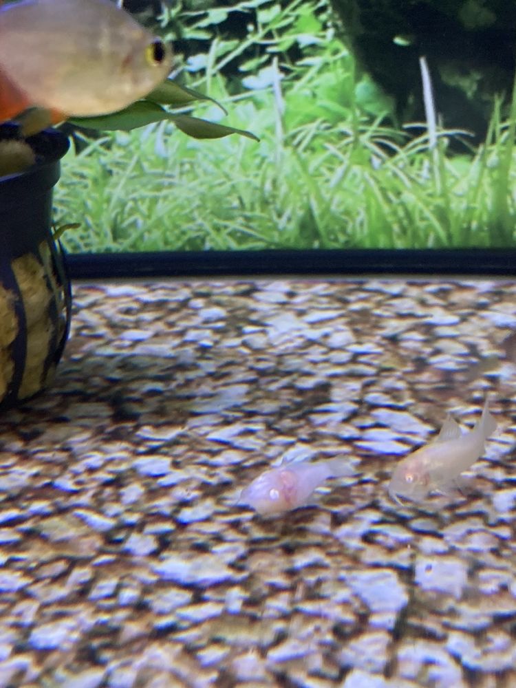 PETCO 118 Photos & 272 Reviews 5850 Sepulveda Blvd, Van Nuys