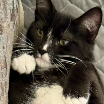 Ace Kitty Rescue Force - Oreo - Animal Shelters Near Me
