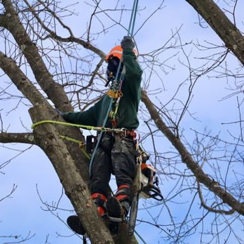 Junior Tree Service - Tree Services Near Me - Morris Plains, New Jersey Junior Tree Service - Tree Services Near Me - Morris Plains, New Jersey