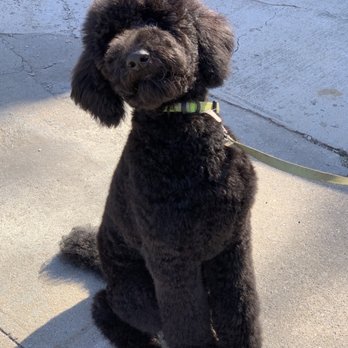 Lavish Life Pet Spa - Pet Groomers Near Me - Cambria heights, New York