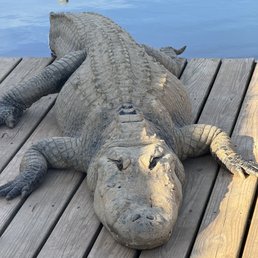 Gator Gator
