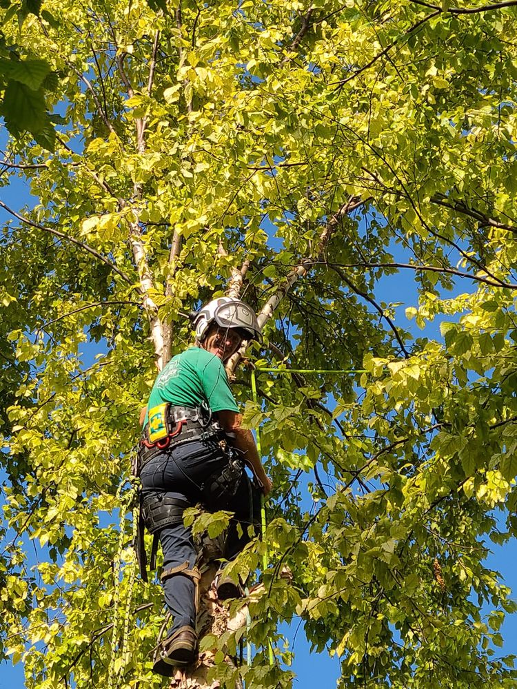 TreeHugger Complete tree care - tree service in Maxwell, IA