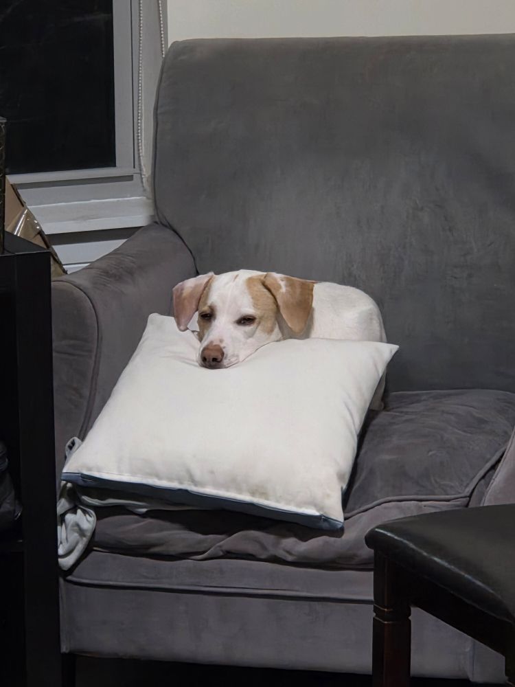 Conscious Canine - pet boarding facility in Jersey City, NJ