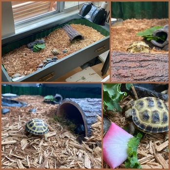Amazon Reptile Center - Torty, our baby Russian tortoise - Reptile Shops Near Me - Montclair, California