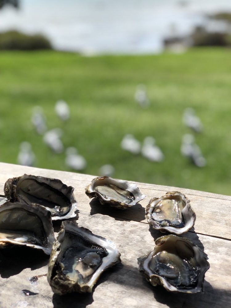 COROMANDEL OYSTER COMPANY Updated September 2024 24 Photos 1611