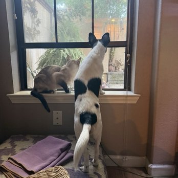 Cherokee Veterinary Hospital - PIP and White Lotus - Veterinarians Near Me - Lodi, California Cherokee Veterinary Hospital - PIP and White Lotus - Veterinarians Near Me - Lodi, California