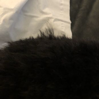 TLC Grooming - Tufts of hair - Pet Groomers Near Me - Columbus, Ohio