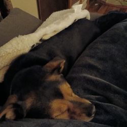 Fort Smith Animal Emergency Clinic - Rodeo resting nicely after a great visit