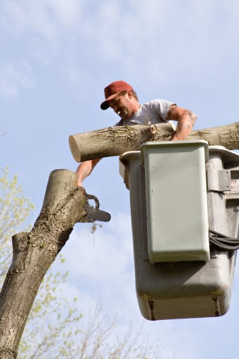 Eager Beaver Tree Service - tree service in Roseville, MN