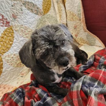 Tailwaggers of AV - My Walter after his summer groom. I they did a great job! - Pet Groomers Near Me - Lancaster, California Tailwaggers of AV - My Walter after his summer groom. I they did a great job! - Pet Groomers Near Me - Lancaster, California