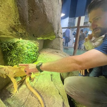 SeaQuest - Folsom - Petting the iguanas. - Aquariums Near Me - Folsom, California SeaQuest - Folsom - Petting the iguanas. - Aquariums Near Me - Folsom, California