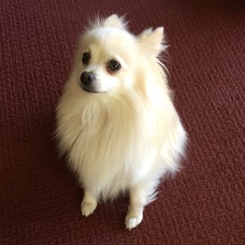 Arcade Creek Kennels - Don't leave me - Pet Sitting Near Me - Sacramento, California Arcade Creek Kennels - Don't leave me - Pet Sitting Near Me - Sacramento, California