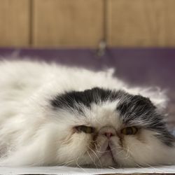 Liv’s Pet Casa - This cat that we call "pancake cat" for always flattening out.
